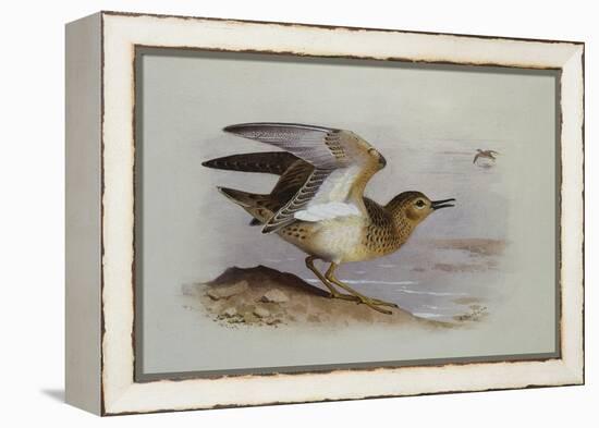 A Buff-Breasted Sandpiper-Archibald Thorburn-Framed Premier Image Canvas