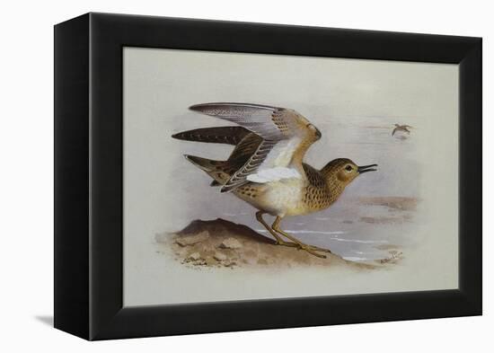 A Buff-Breasted Sandpiper-Archibald Thorburn-Framed Premier Image Canvas