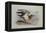 A Buff-Breasted Sandpiper-Archibald Thorburn-Framed Premier Image Canvas