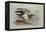 A Buff-Breasted Sandpiper-Archibald Thorburn-Framed Premier Image Canvas