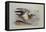 A Buff-Breasted Sandpiper-Archibald Thorburn-Framed Premier Image Canvas