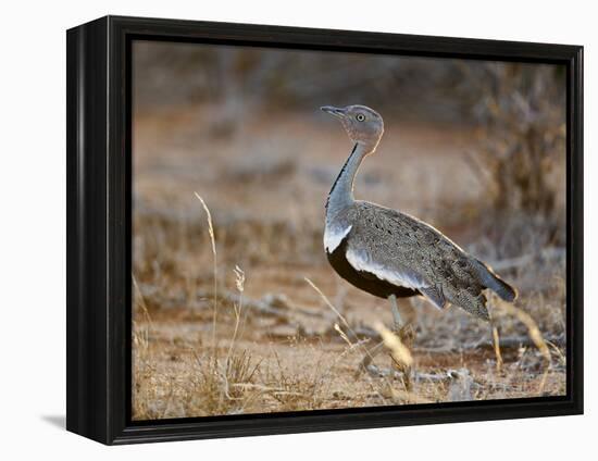 A Buff-Crested Bustard in Tsavo East National Park-Nigel Pavitt-Framed Premier Image Canvas