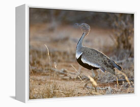 A Buff-Crested Bustard in Tsavo East National Park-Nigel Pavitt-Framed Premier Image Canvas