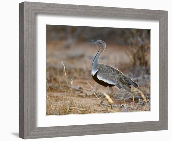 A Buff-Crested Bustard in Tsavo East National Park-Nigel Pavitt-Framed Photographic Print