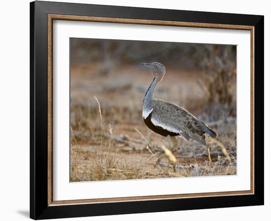 A Buff-Crested Bustard in Tsavo East National Park-Nigel Pavitt-Framed Photographic Print