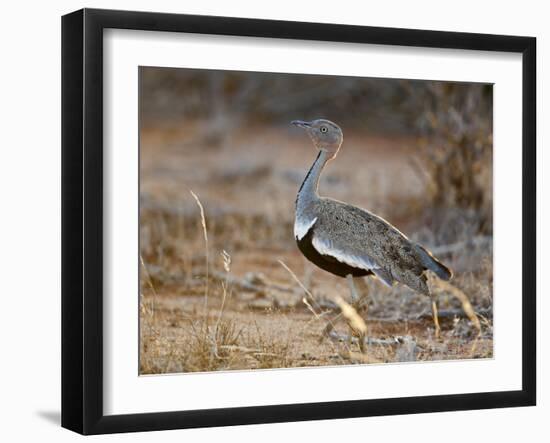 A Buff-Crested Bustard in Tsavo East National Park-Nigel Pavitt-Framed Photographic Print