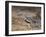 A Buff-Crested Bustard in Tsavo East National Park-Nigel Pavitt-Framed Photographic Print