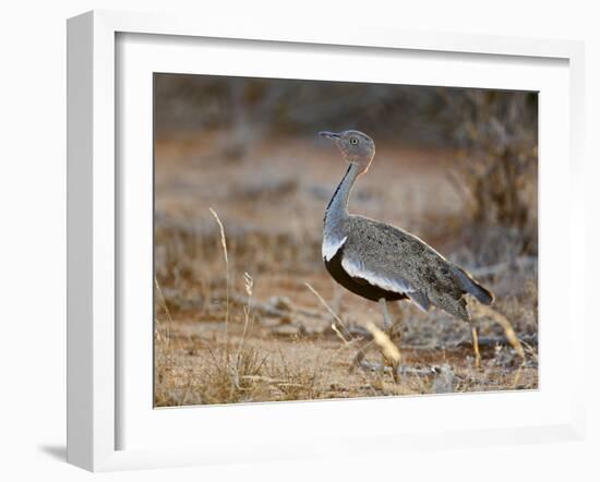 A Buff-Crested Bustard in Tsavo East National Park-Nigel Pavitt-Framed Photographic Print