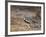 A Buff-Crested Bustard in Tsavo East National Park-Nigel Pavitt-Framed Photographic Print