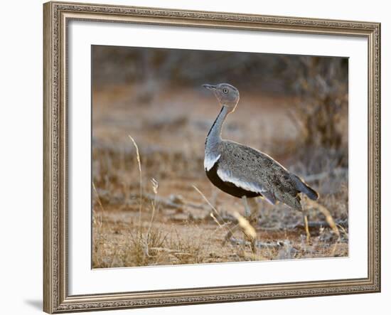 A Buff-Crested Bustard in Tsavo East National Park-Nigel Pavitt-Framed Photographic Print