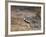 A Buff-Crested Bustard in Tsavo East National Park-Nigel Pavitt-Framed Photographic Print