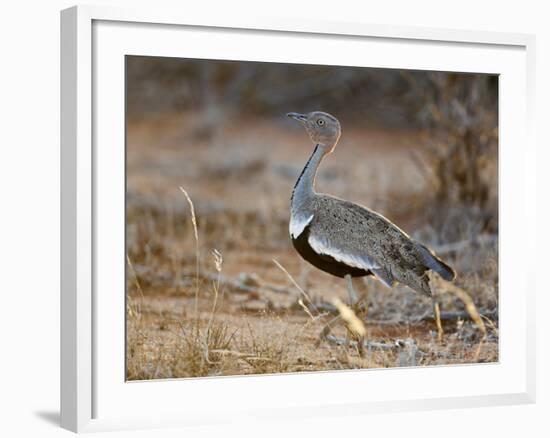 A Buff-Crested Bustard in Tsavo East National Park-Nigel Pavitt-Framed Photographic Print