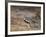 A Buff-Crested Bustard in Tsavo East National Park-Nigel Pavitt-Framed Photographic Print