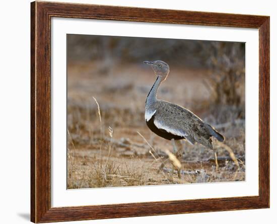 A Buff-Crested Bustard in Tsavo East National Park-Nigel Pavitt-Framed Photographic Print