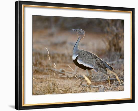 A Buff-Crested Bustard in Tsavo East National Park-Nigel Pavitt-Framed Photographic Print