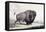 A Buffalo Bull Grazing-George Catlin-Framed Premier Image Canvas