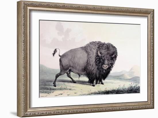 A Buffalo Bull Grazing-George Catlin-Framed Giclee Print