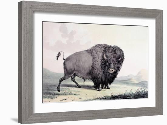 A Buffalo Bull Grazing-George Catlin-Framed Giclee Print