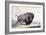 A Buffalo Bull Grazing-George Catlin-Framed Giclee Print