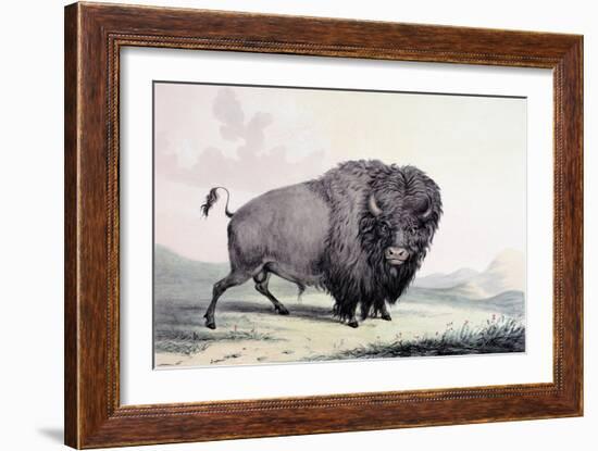 A Buffalo Bull Grazing-George Catlin-Framed Giclee Print