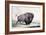 A Buffalo Bull Grazing-George Catlin-Framed Giclee Print