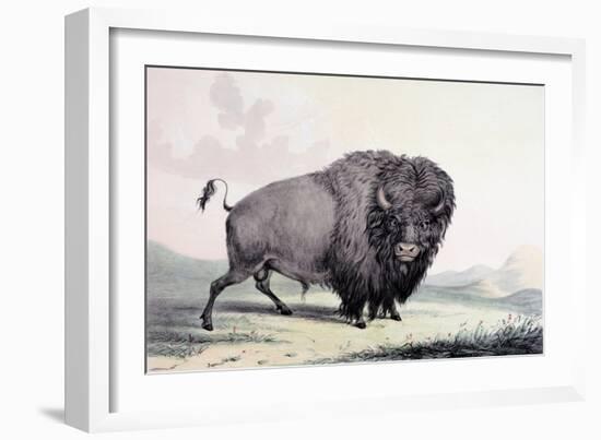 A Buffalo Bull Grazing-George Catlin-Framed Giclee Print