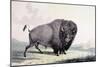 A Buffalo Bull Grazing-George Catlin-Mounted Giclee Print