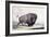 A Buffalo Bull Grazing-George Catlin-Framed Giclee Print