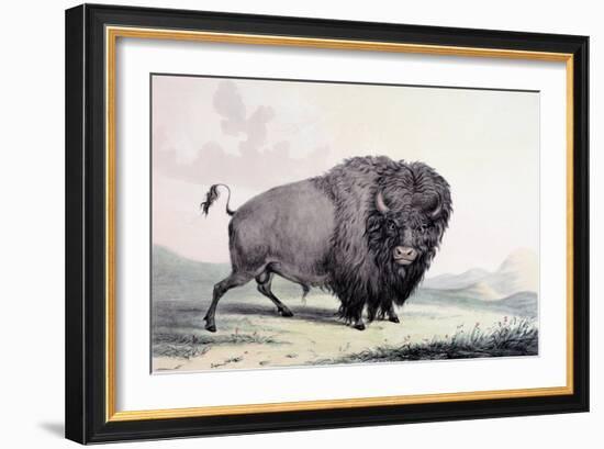 A Buffalo Bull Grazing-George Catlin-Framed Giclee Print