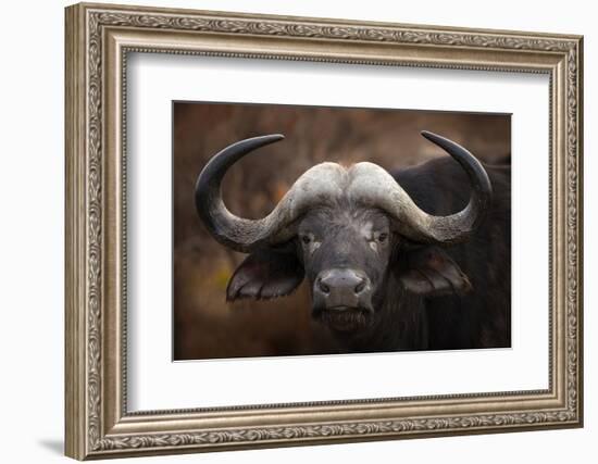 A Buffalo Portrait-Mario Moreno-Framed Photographic Print