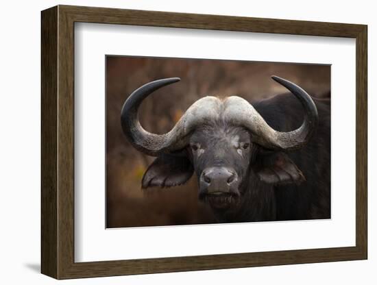 A Buffalo Portrait-Mario Moreno-Framed Photographic Print