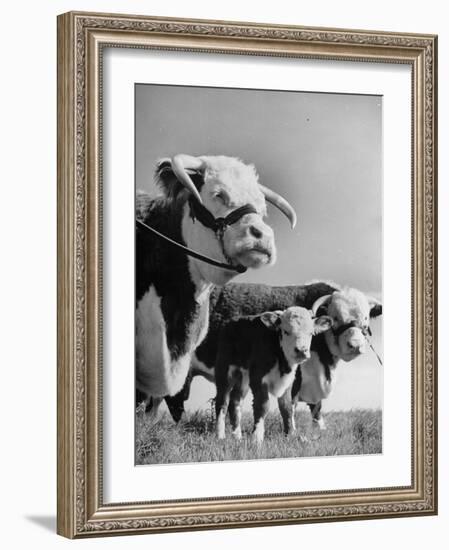 A Bull, a Cow and a Five Day Old Calf, Standing in the Field-null-Framed Photographic Print