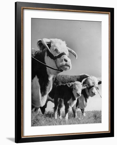 A Bull, a Cow and a Five Day Old Calf, Standing in the Field-null-Framed Photographic Print