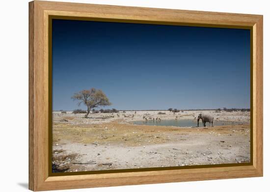 A Bull Elephant Drinks from a Watering Hole-Alex Saberi-Framed Premier Image Canvas