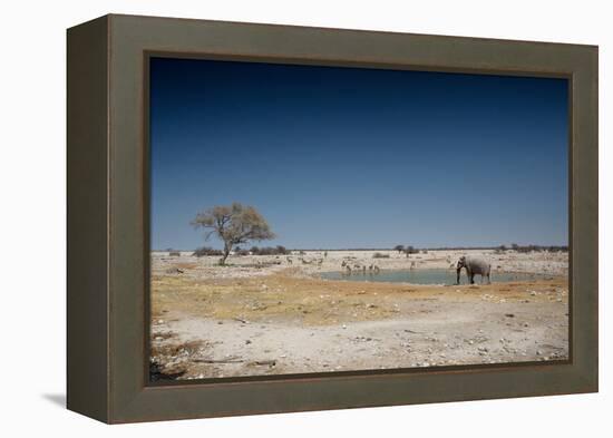 A Bull Elephant Drinks from a Watering Hole-Alex Saberi-Framed Premier Image Canvas