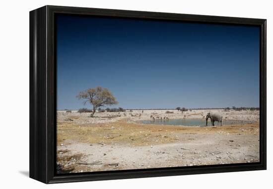 A Bull Elephant Drinks from a Watering Hole-Alex Saberi-Framed Premier Image Canvas