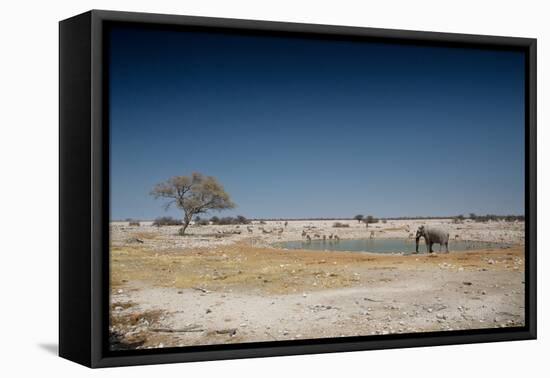 A Bull Elephant Drinks from a Watering Hole-Alex Saberi-Framed Premier Image Canvas