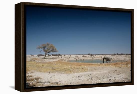 A Bull Elephant Drinks from a Watering Hole-Alex Saberi-Framed Premier Image Canvas