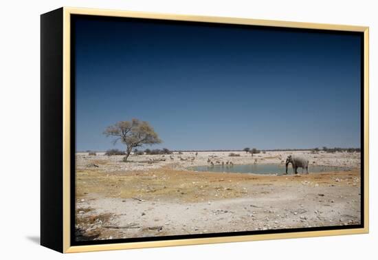 A Bull Elephant Drinks from a Watering Hole-Alex Saberi-Framed Premier Image Canvas