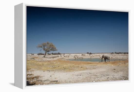 A Bull Elephant Drinks from a Watering Hole-Alex Saberi-Framed Premier Image Canvas