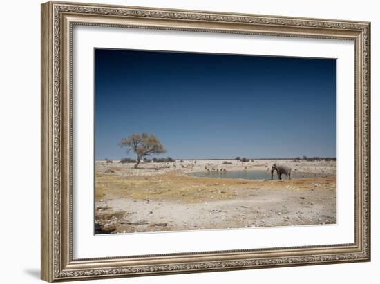 A Bull Elephant Drinks from a Watering Hole-Alex Saberi-Framed Photographic Print