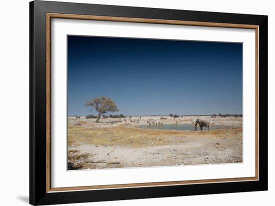 A Bull Elephant Drinks from a Watering Hole-Alex Saberi-Framed Photographic Print