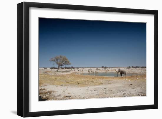 A Bull Elephant Drinks from a Watering Hole-Alex Saberi-Framed Photographic Print