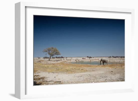 A Bull Elephant Drinks from a Watering Hole-Alex Saberi-Framed Photographic Print