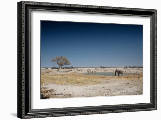 A Bull Elephant Drinks from a Watering Hole-Alex Saberi-Framed Photographic Print