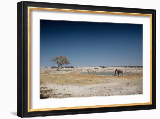 A Bull Elephant Drinks from a Watering Hole-Alex Saberi-Framed Photographic Print