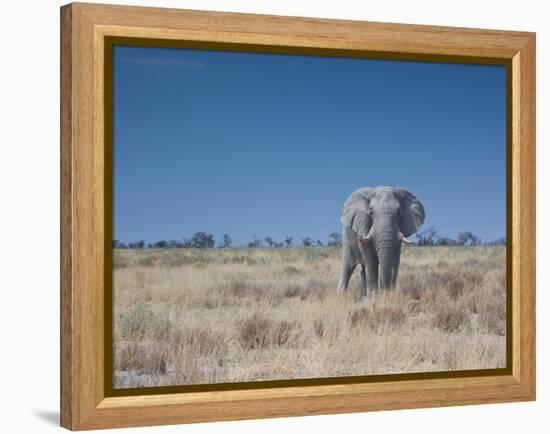 A Bull Elephant, Loxodonta Africana, Stares at the Camera in Etosha National Park-Alex Saberi-Framed Premier Image Canvas