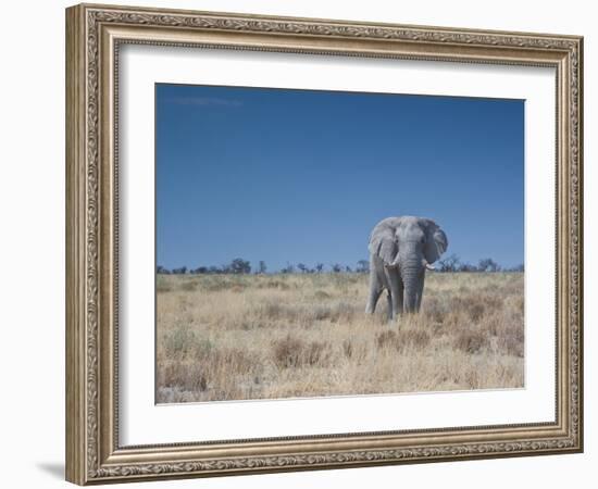 A Bull Elephant, Loxodonta Africana, Stares at the Camera in Etosha National Park-Alex Saberi-Framed Photographic Print