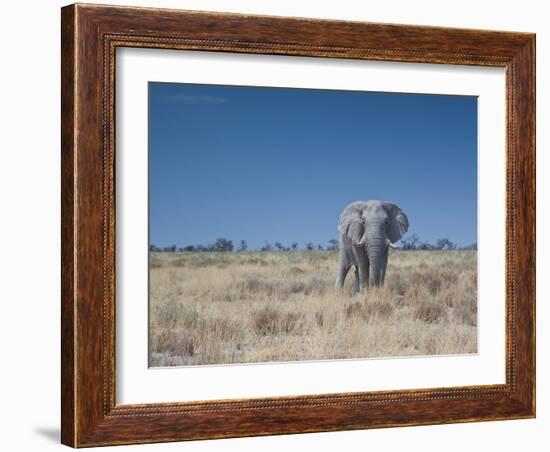 A Bull Elephant, Loxodonta Africana, Stares at the Camera in Etosha National Park-Alex Saberi-Framed Photographic Print