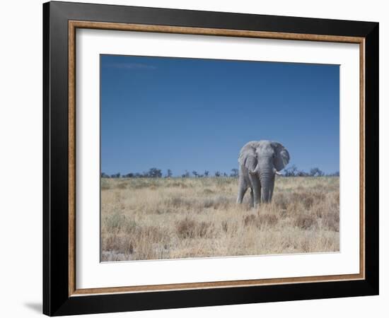 A Bull Elephant, Loxodonta Africana, Stares at the Camera in Etosha National Park-Alex Saberi-Framed Photographic Print